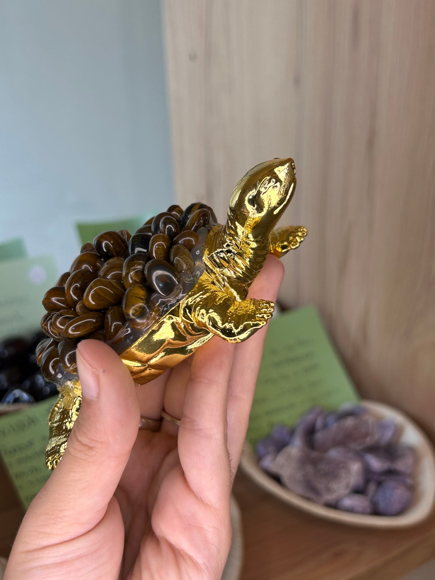 Tartaruga Olho de Tigre